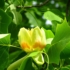 Kép 11/13 - A tulipánfa csésze alakú virágzata elbűvölő látványt nyújt virágzáskor.
