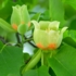 Kép 10/13 - A tulipánfa virágzata különleges látványt nyújt.
