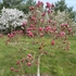 Kép 3/10 - Kora tavaszi fiatal liliomfa.