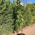 Kép 2/4 - Konténeres Salix caprea Kilmarnock csüngő barkafűz.