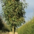 Kép 2/2 - A Sorbus domestica díszfa.