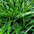 Kép 8/8 - A Carex morrowii zöld lombozata közelről.