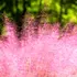 Kép 1/7 - A vattacukorfű légiesen kecses rózsaszín virágzata.