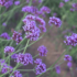 Kép 1/10 - Az ernyős verbéna lila virágzata. 