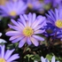 Kép 1/6 - Bájos, élénk színű csinos szellőrózsa virágok.