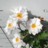 Kép 1/7 - A dupla fehér virágokkal díszítő fehér szellőrózsa.
