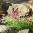 Kép 6/7 - Sziklakerti évelő virágzó dísznövényként a pázsitszegfű. 