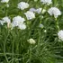 Kép 4/6 - Az Armeria hófehéren rikító virágai kiemelkedően szárazságtűrők.