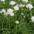 Kép 4/4 - Az Armeria hófehéren rikító virágai kiemelkedően szárazságtűrők.
