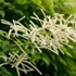 Kép 2/8 - Tollszerű, laza, fehér erdei tündérfürt virágzatok.