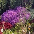 Kép 3/6 - Évelő őszirózsa bokrok teljes virágpompában.