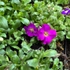 Kép 13/13 - Ciklámen virágszínű pázsitviola. 