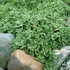Kép 7/13 - A pázsitviola virág nélküli állapotában is egy puha örökzöld felületet képez.