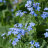 Kép 2/6 - Fátyolszerű, élénk kék tavaszi virágzattal díszítő kaukázusi nefelejcs.