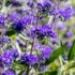 Kép 1/2 - A Caryopteris clandonensis Heavenly Blue virágai közelről.