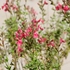 Kép 7/10 - Bíbor színű seprűzanót virágok.