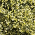 Kép 9/10 - Bőségesen virágzó fehér seprűzanót félcserje.