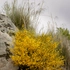 Kép 2/5 - A sziklai zanót virágzáskor rikítóan üde.