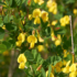 Kép 4/5 - Sziklai zanót sárga virága.