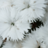 Kép 1/2 - A hófehér pünkösdi szegfű hosszú heteken át virágzik. 