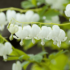 Kép 4/6 - A virágok hófehér színben világítanak a szívvirág lombozatában.