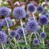 Kép 2/10 - A kék szamárkenyér gömb alakú virágzata csoportosan rendkívüli látványt nyújt.
