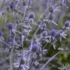 Kép 1/6 - A kék iringó virágai. 