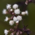 Kép 1/10 - A sédkender bordó levele és fehér virágzata különleges színfoltja lesz a kertnek. 