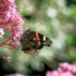 Kép 3/10 - A bordó levelű sédkender rovarbarát, igazi pillangólegelő évelő. 