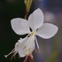 Kép 8/10 - A díszgyertya fehér virága közelről egészen szép látvány.