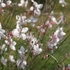 Kép 3/10 - Gaura lindheimeri pillangószerű fehér virágai elbűvölőek.