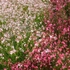 Kép 4/11 - Fehér és rózsaszín évelő díszgyertya dísznövények teljes nyílásban.