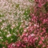 Kép 6/10 - Fehér és rózsaszín évelő díszgyertya dísznövények teljes nyílásban.