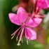 Kép 1/10 - A rózsaszínű évelő díszgyertya virágzata.