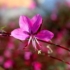 Kép 10/10 - Az élénk színű rózsaszín díszgyertya virágzata egész nyáron díszíti a kertet.
