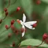 Kép 1/3 - A hármaslevelű indiánrózsa csillag alakú fehér virága és sötétpiros bimbói.