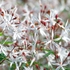 Kép 2/3 - Dúsan virágzó hármaslevelű indiánrózsa fehér virágai.