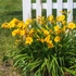 Kép 2/4 - Kerítés elé ültetett sárga törpe sásliliom. 