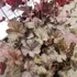 Kép 10/12 - A Silverberry tűzeső színes levelei felülnézetből.