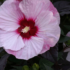 Kép 1/4 - A mocsári hibiszkusz Summer Storm fajta virágzata bordó lombozattal.