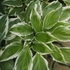 Kép 4/4 - Hosta undulata Albomarginata árnyékliliomok kertészetünkben. 