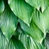 Kép 1/4 - Élénkzöld levelekkel díszítő árnyékliliom.