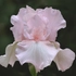 Kép 1/3 - A bájos, púderrózsaszínű nőszirom virága.