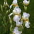 Kép 2/3 - Fehér virágszínű Irisz, amely kitűnő szárazságtűrő.