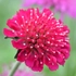 Kép 2/7 - Pirosas bordó színű varfű virágbojt. 