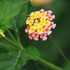 Kép 3/9 - Sétányrózsa színváltós virága és levelei.