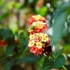 Kép 7/9 - Szemet gyönyörködtet a sétányrózsa sokszínű virágzása.