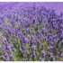Kép 1/3 - Hidcote levendula bő virágzása. 