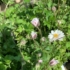 Kép 3/7 - Bimbóban várakoznak a dupla fehér virágzatok a szellőrózsa töveken kertészetünkben, a szeptemberi napsütésben.