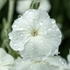 Kép 2/5 - Teljesen kinyílt hófehér bársonyos kakukkszegfű virága közelről.